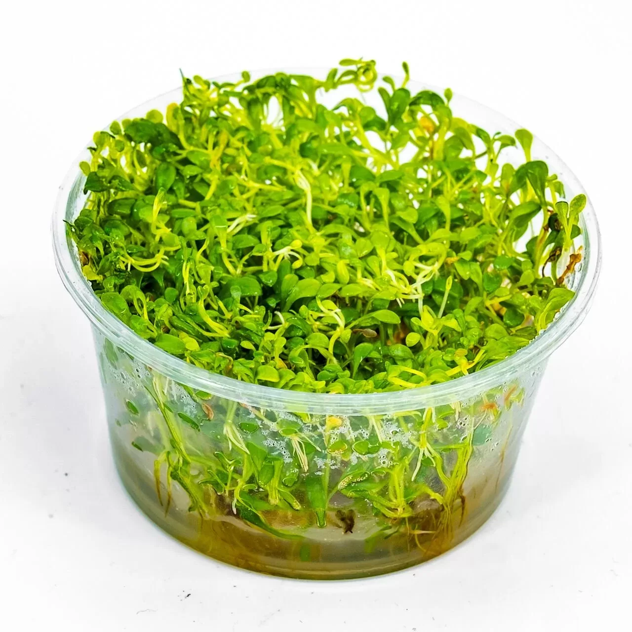 Glossostigma elatinoides (3+ cm genişlik) IN VITRO CUP
