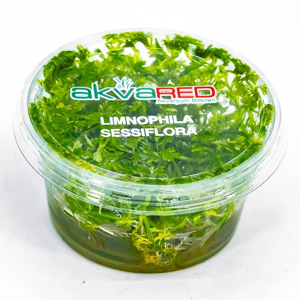 Limnophila sessiflora (5–10 cm genişlik) IN VITRO CUP