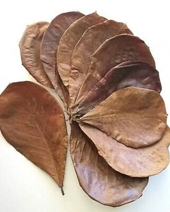 Catappa Yaprağı 1 Adet (M) Orta Boy 13–15 cm