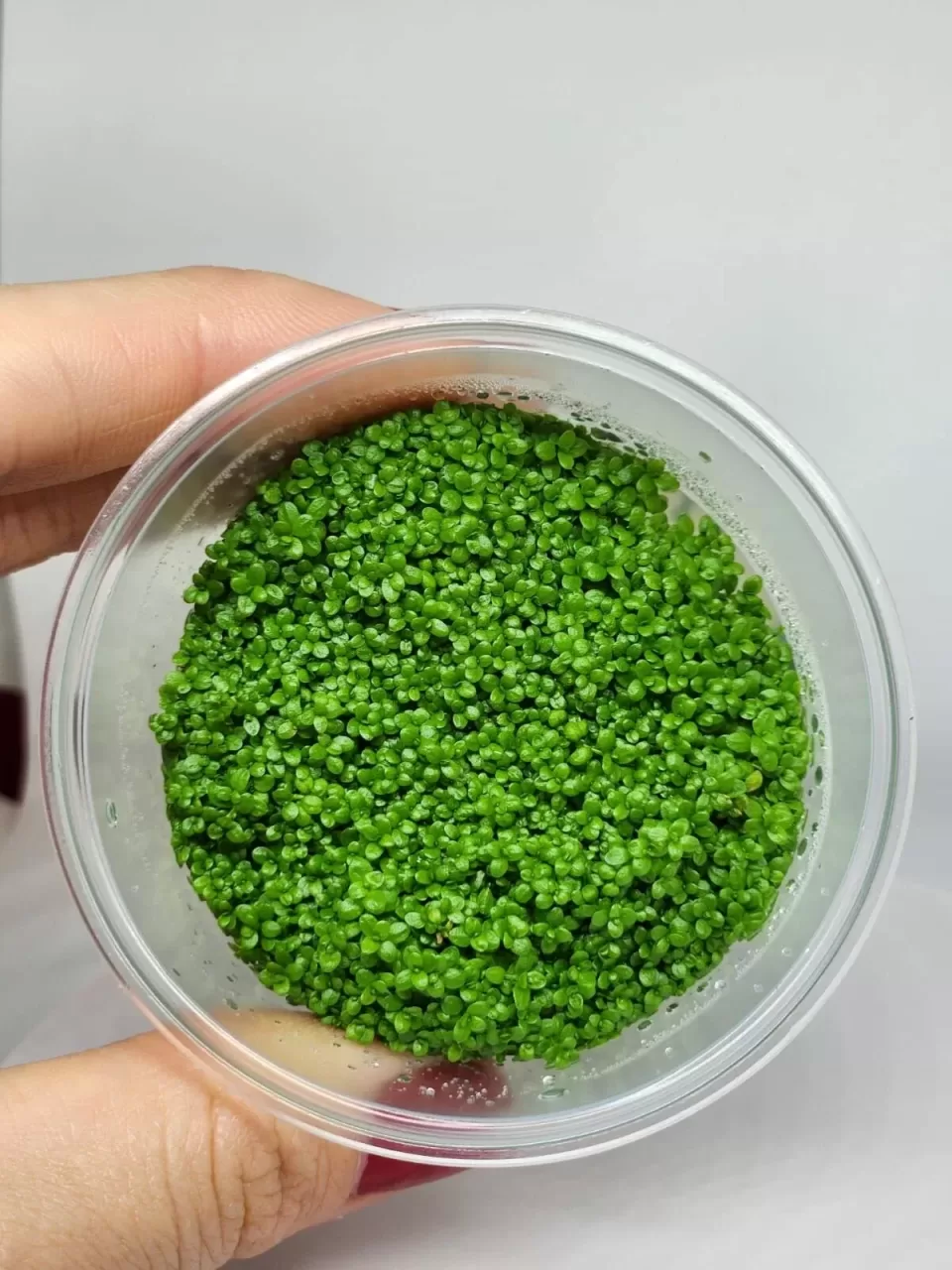 Hemianthus callitrichoides ‘Cuba’ Akvaryum Bitkisi (3-5cm) – IN VITRO CUP