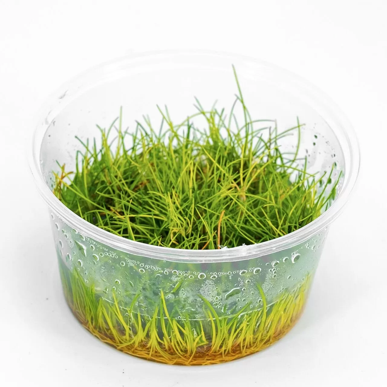Eleocharis parvula Akvaryum Bitkisi (5-10cm) – IN VITRO CUP