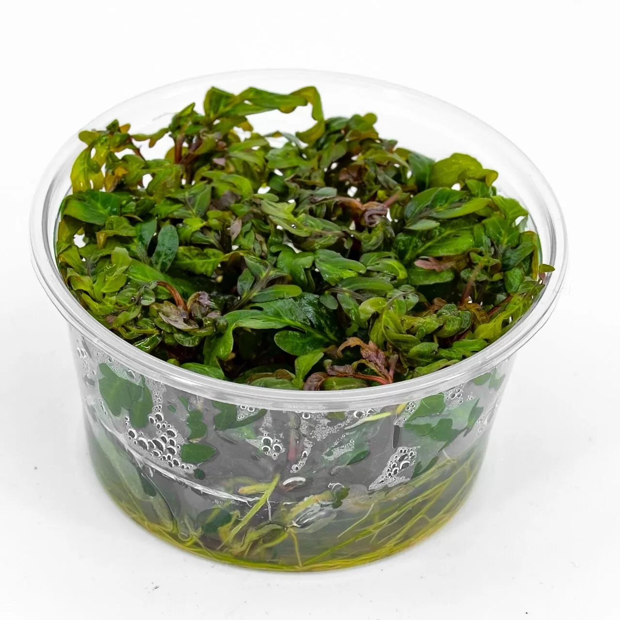 Hygrophila pinnatifida Akvaryum Bitkisi (15-40 cm) – IN VITRO CUP
