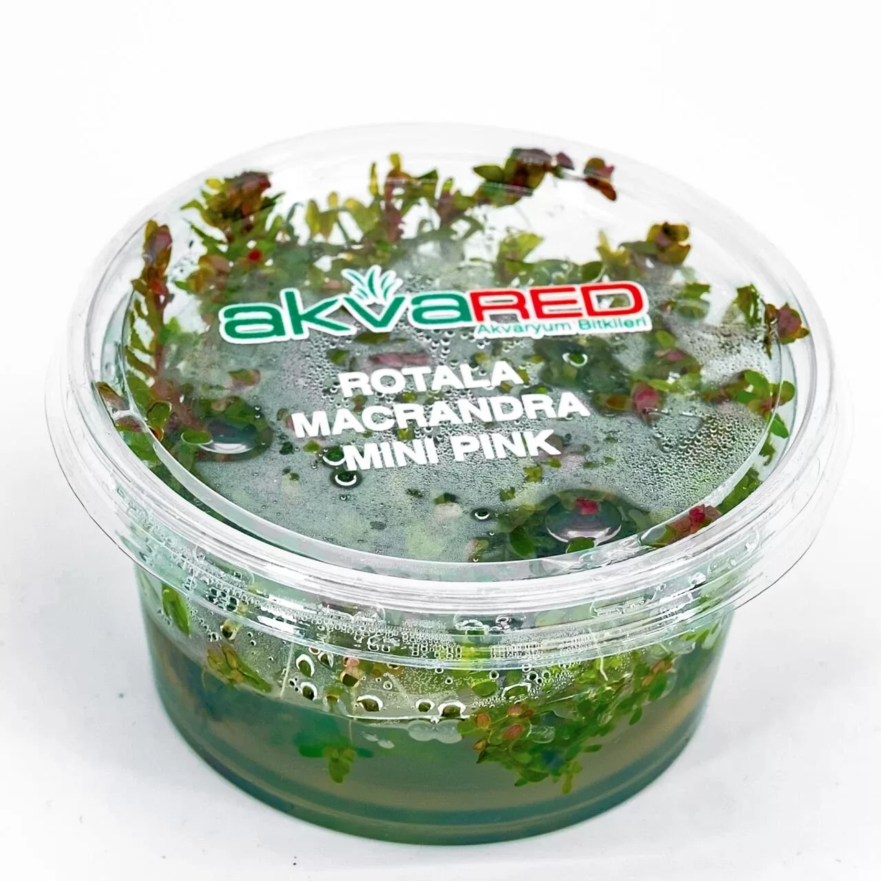 Rotala macrandra Mini Pink Akvaryum Bitkisi (25-45cm) – IN VITRO CUP