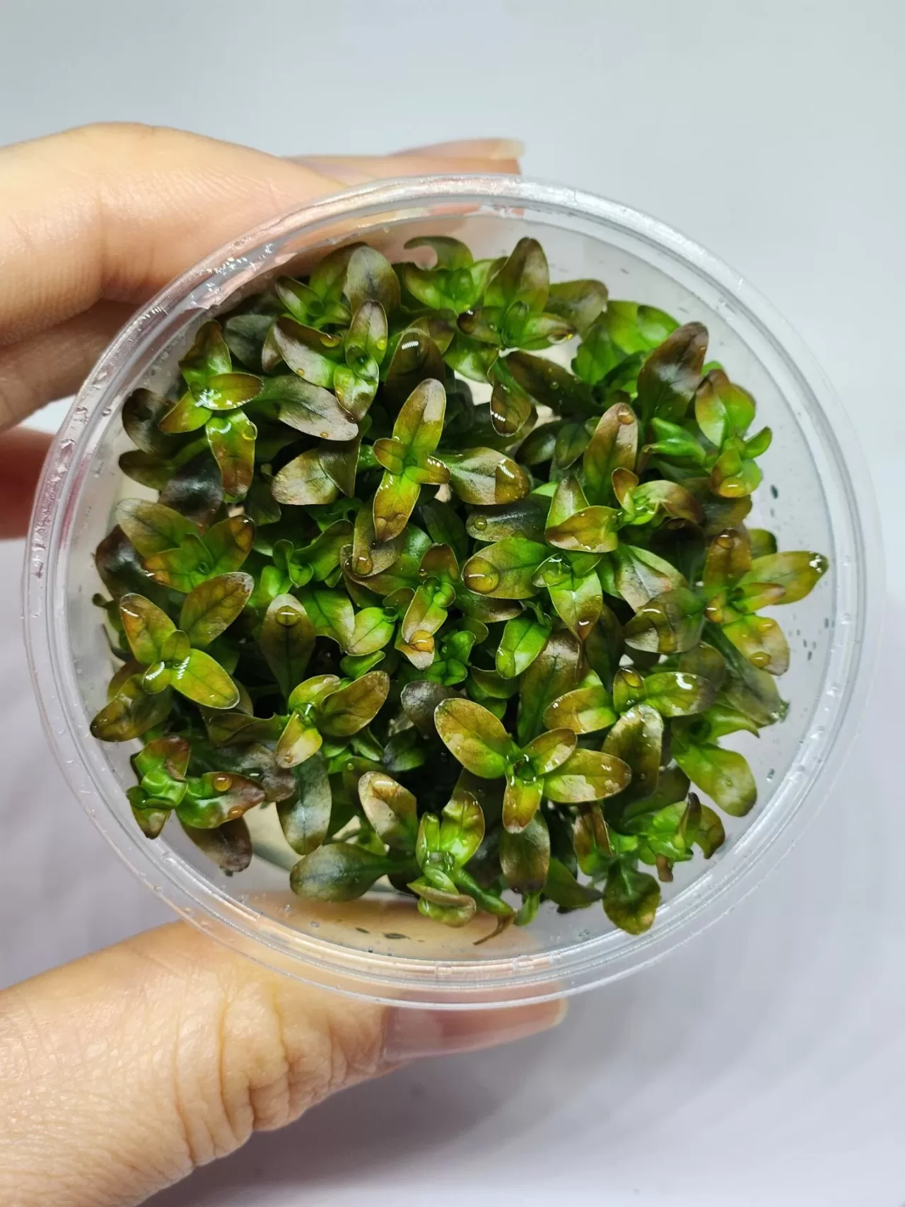 Rotala ramosior SUNSET Akvaryum Bitkisi (10-35cm) – IN VITRO CUP
