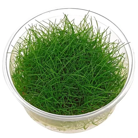 Eleocharis Parvulus Mini Cup İn Vitro