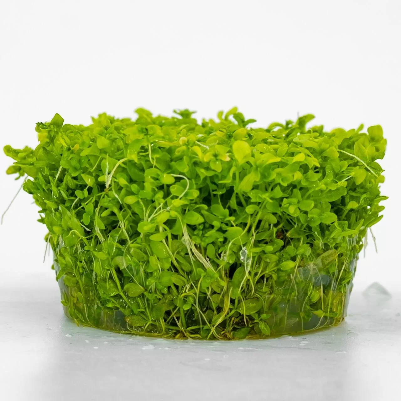 Micranthemum Micranthemoides Cup İn Vitro