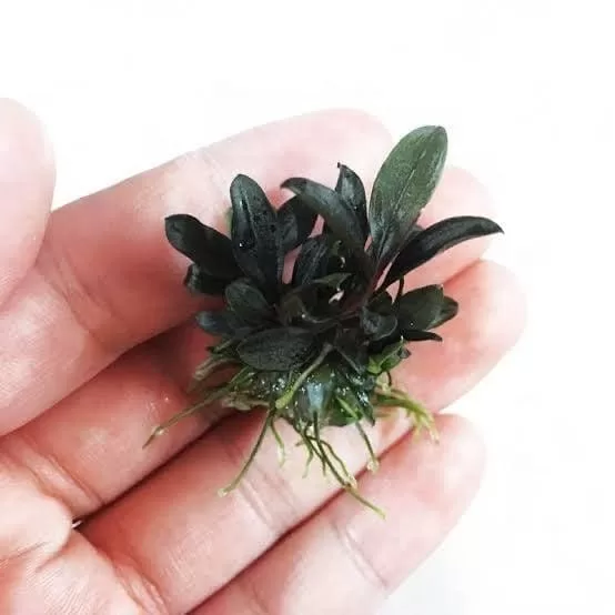 Bucephalandra red mini small İn Vitro