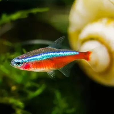 Tetra Karma Yemi Paketi 5 çeşit - M