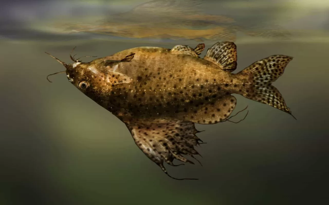 Ters Yüzen Çöpçü (Synodontis nigriventris)
