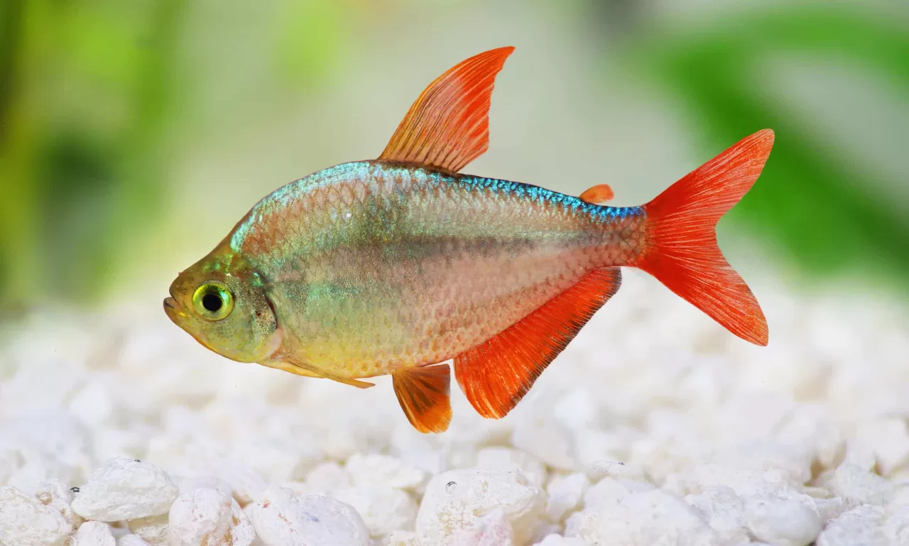 Colombia Redfin Tetra (Hyphessobrycon columbianus)