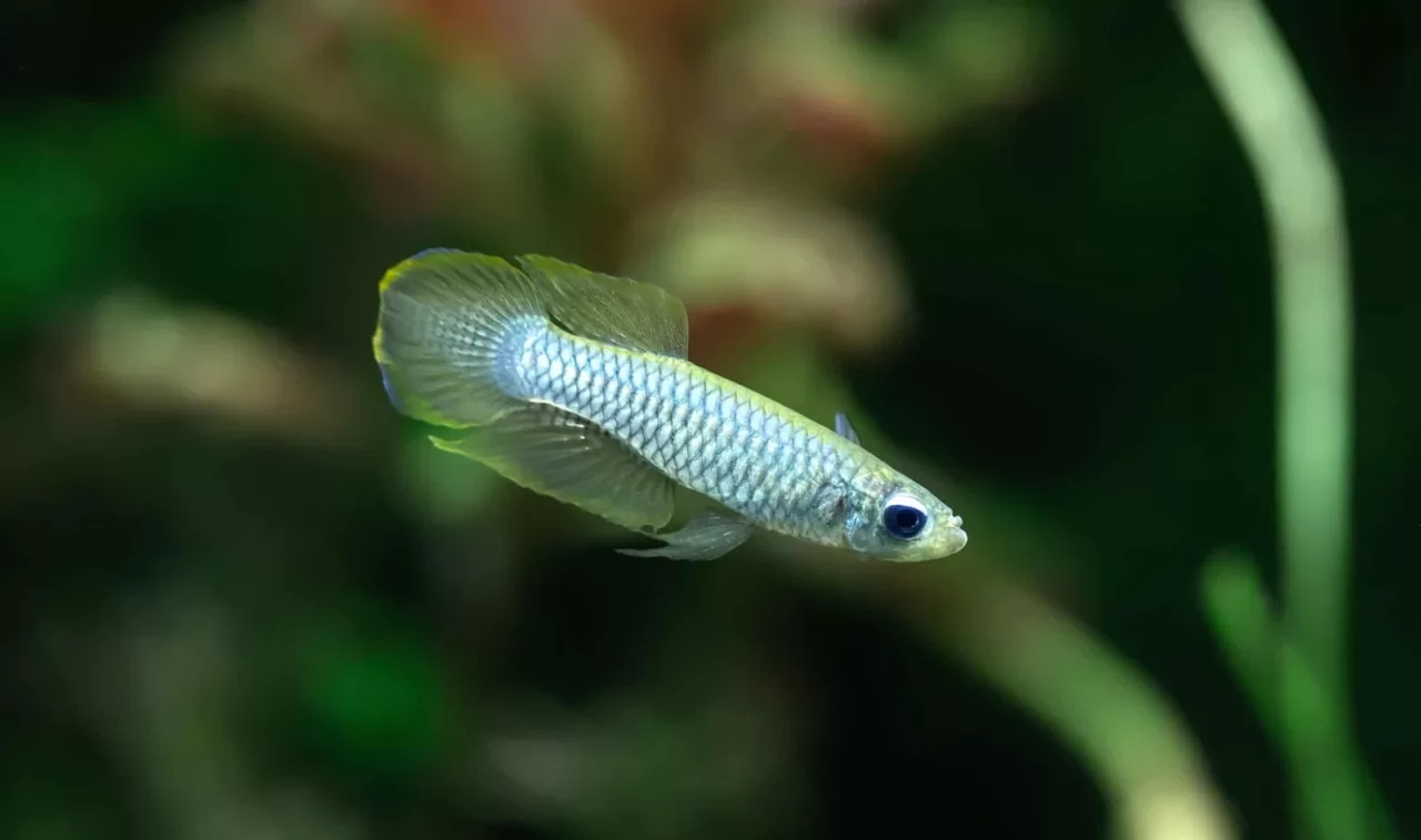 Normans Lamp Eye Killifish (Poropanchax normani)