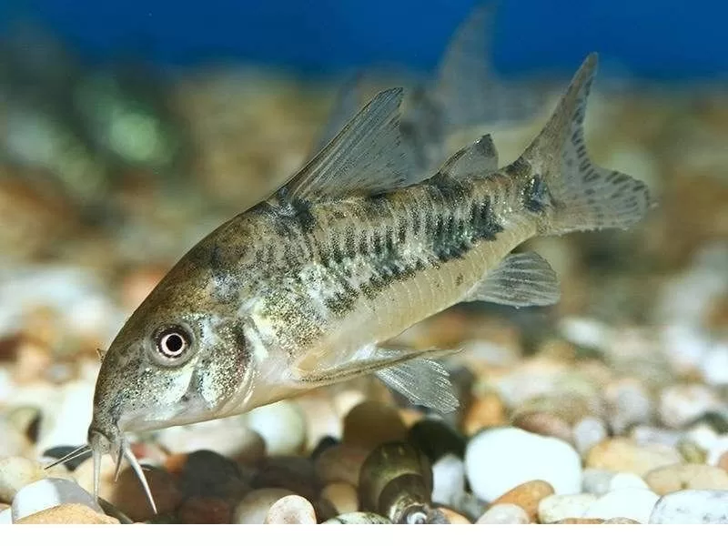 Komando Çöpçü Balığı (Corydoras paleatus)