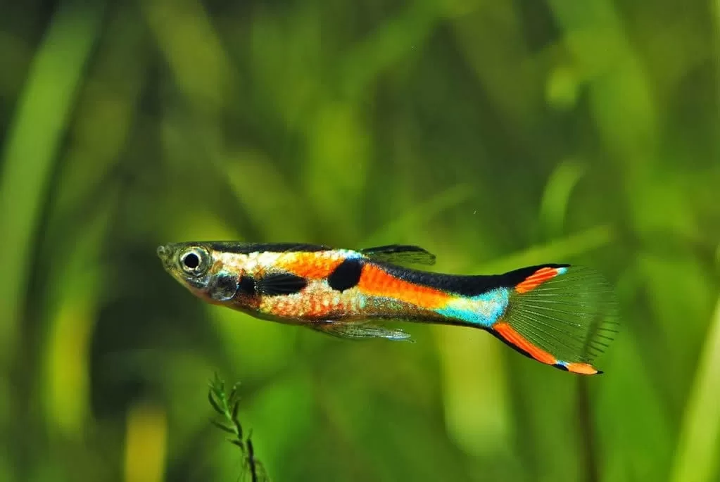 Endler Red Chest Lepistes (Poecilia wingei)