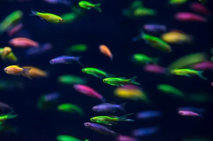 Zebra Danio (Danio rerio)