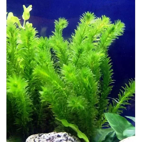 Elodea (Buket)