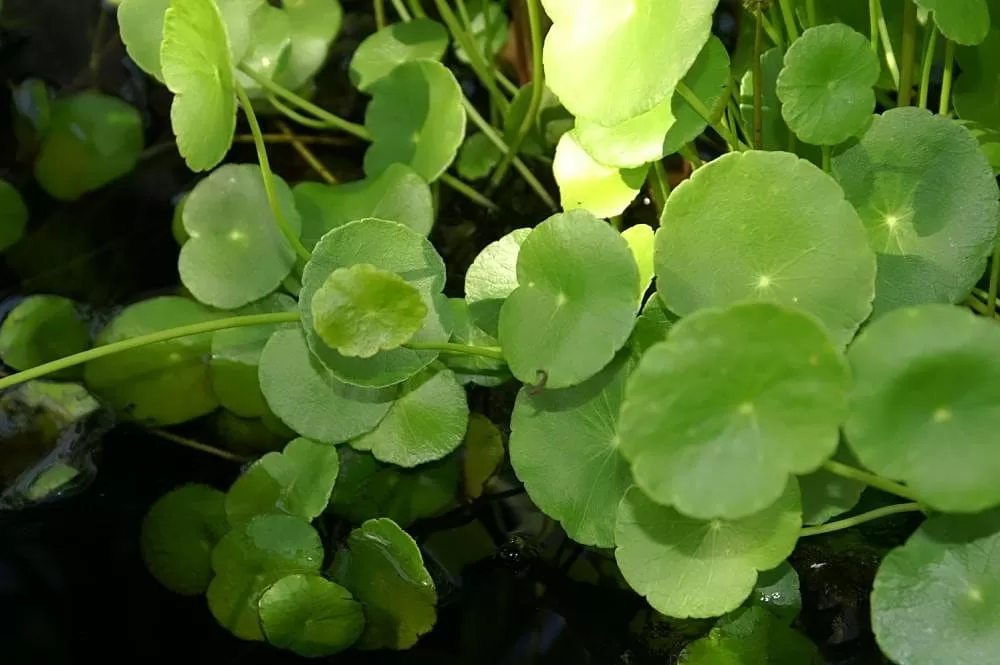 Hydrocotyle Bonariensis (Saksı)