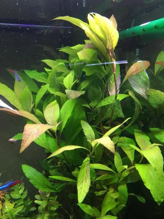 Hygrophila Cherry Leaf (saksı)