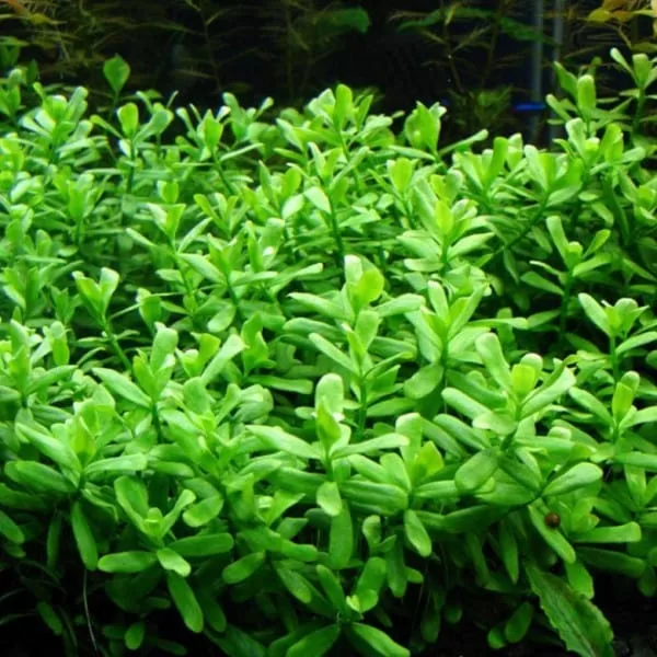 Bacopa Monnieri ( Saksı )