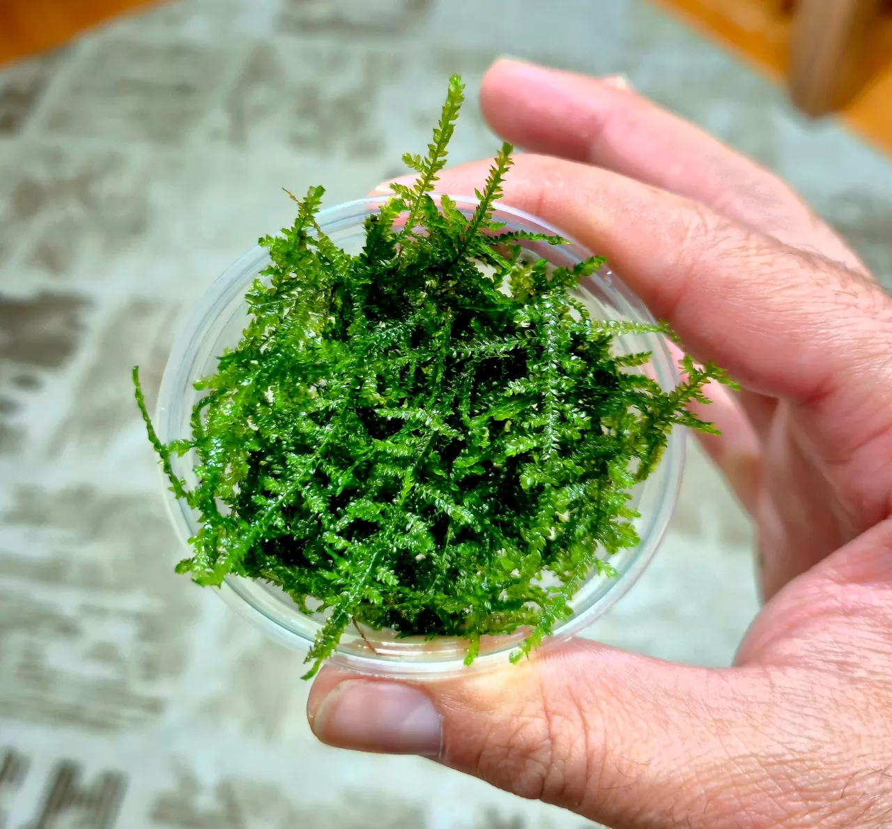 Weeping Moss Cup 5 gr