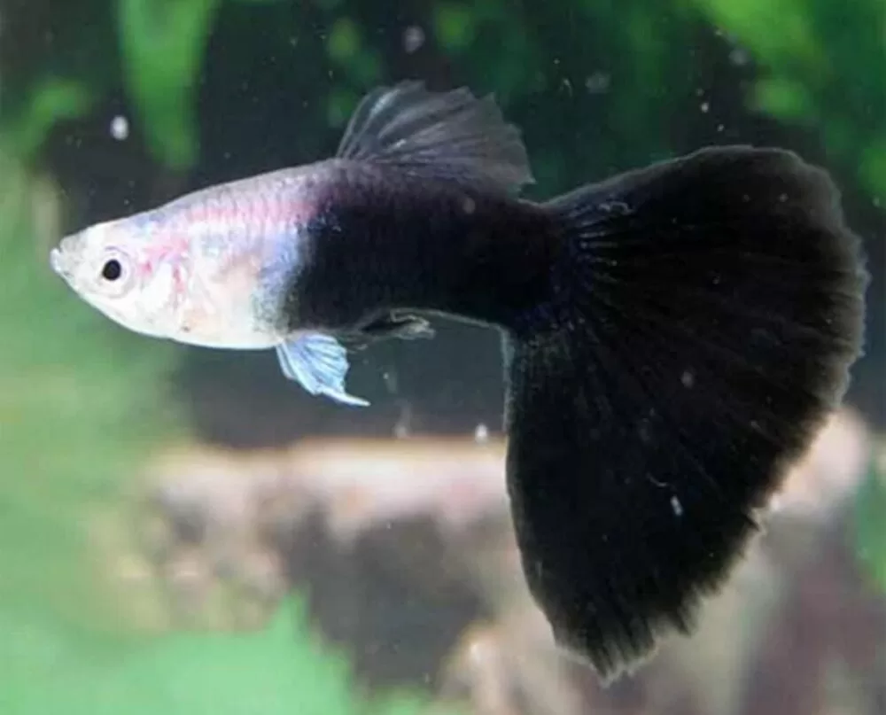 Half Black Lepistes (Poecilia reticulata)