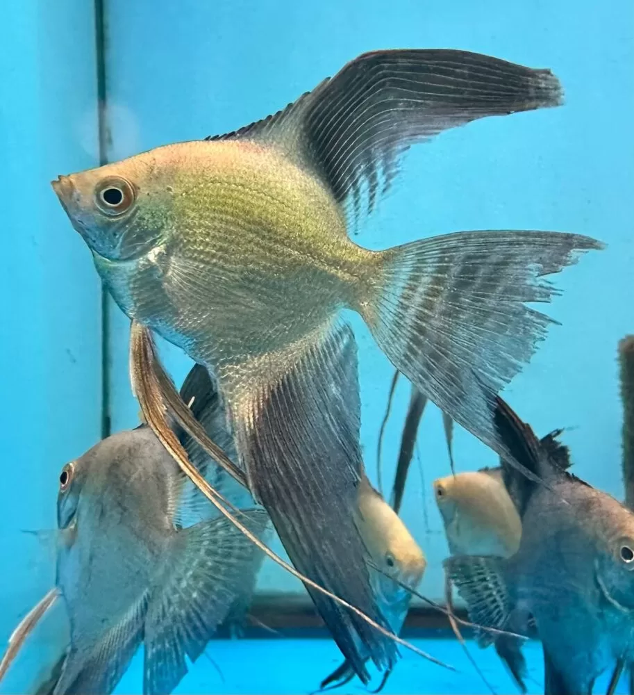 Bulgarian Green Melek Balığı (Pterophyllum scalare )