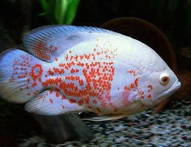 Astronot Balığı 10–12 cm (Astronotus ocellatus)