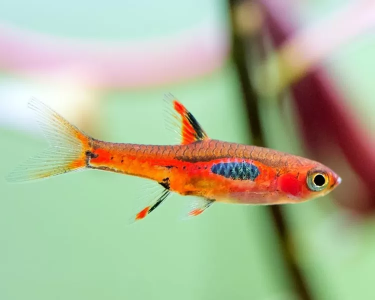 Phoenix Rasbora (Boraras merah)