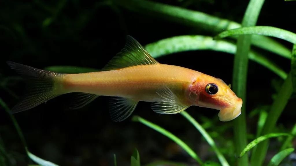 CAE (Chinese Algae Eater) – Altın Vantuzlu Çöpçü (Gyrinocheilus aymonieri)