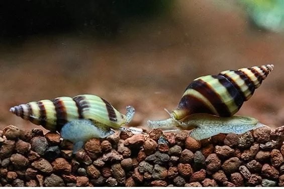 Helena Katil Salyangoz (Anentome helena)